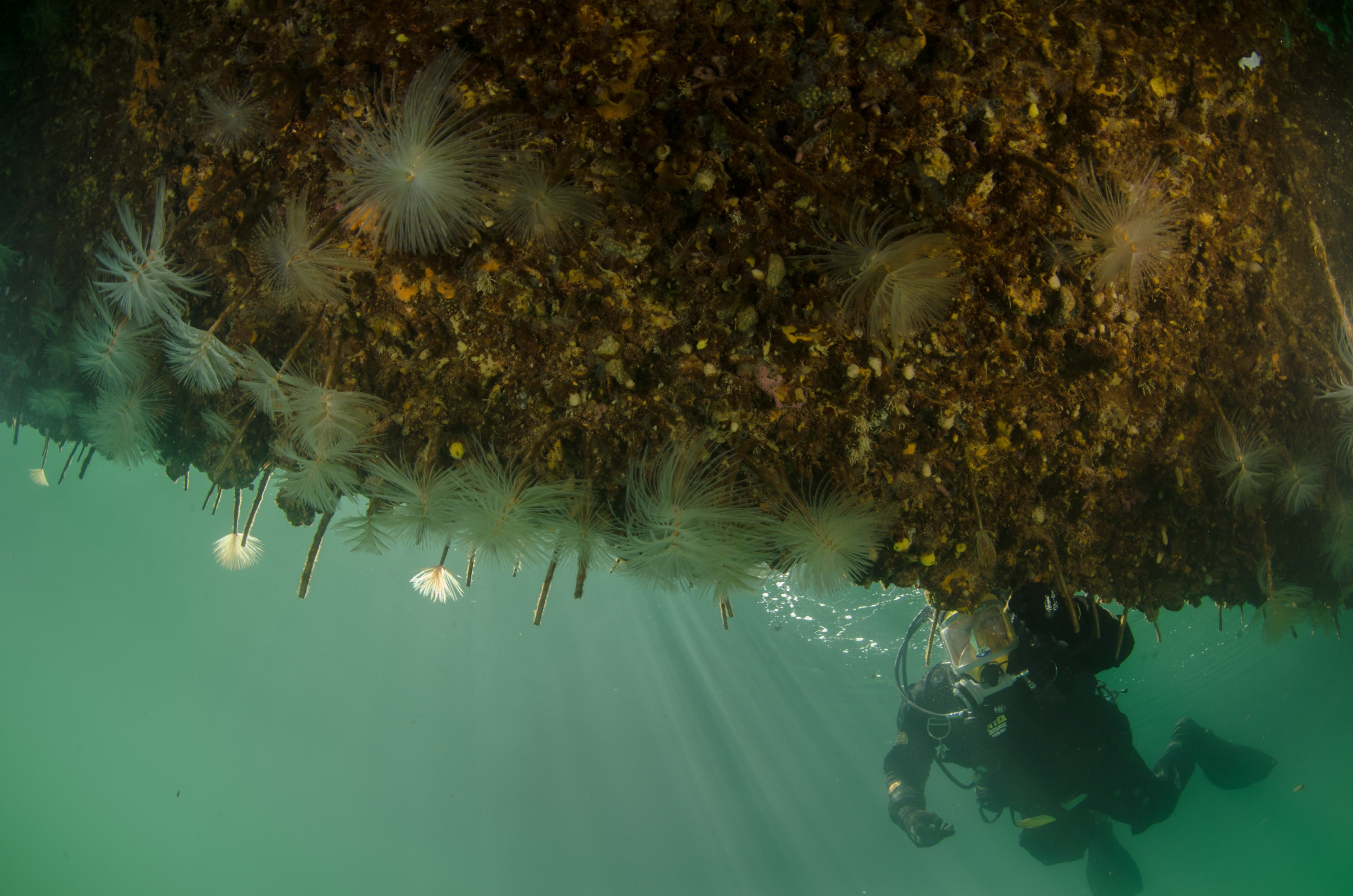 DSC_2975 – Mediterranean, fanworm, Sabella, spallanzanii, marine, pest, Auckland, underwater, crispin, nz, new, zealand, new zealand, fan, worm, marine, pest, invasive, Biosecurity